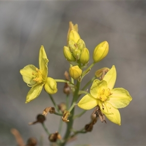 Bulbine bulbosa at Yarralumla, ACT - 29 Oct 2024