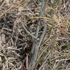 Bulbine bulbosa at Yarralumla, ACT - 29 Oct 2024 10:36 AM