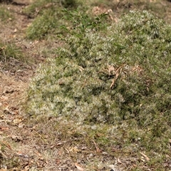 Clematis leptophylla at Yarralumla, ACT - 29 Oct 2024