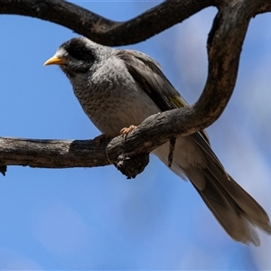 Manorina melanocephala at Yarralumla, ACT - 29 Oct 2024 11:06 AM