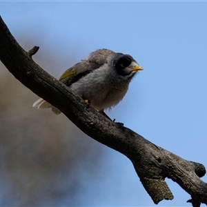 Manorina melanocephala at Yarralumla, ACT - 29 Oct 2024 11:06 AM