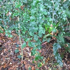 Citrus garrawayi at Edge Hill, QLD - suppressed