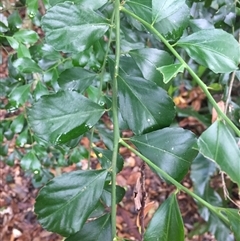 Citrus garrawayi at Edge Hill, QLD - suppressed