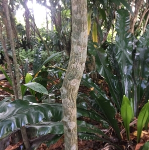 Citrus garrawayi at Edge Hill, QLD - suppressed