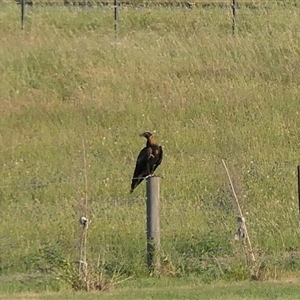 Aquila audax (Wedge-tailed Eagle) at Chesney Vale, VIC by DMeco