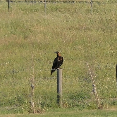 Aquila audax (Wedge-tailed Eagle) at Chesney Vale, VIC - 29 Oct 2024 by DMeco