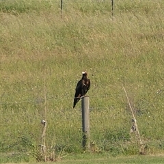 Aquila audax at Chesney Vale, VIC - 29 Oct 2024