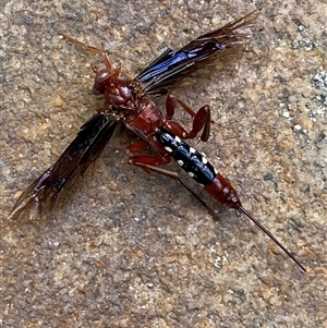 Lissopimpla excelsa at Jerrabomberra, NSW - 29 Oct 2024