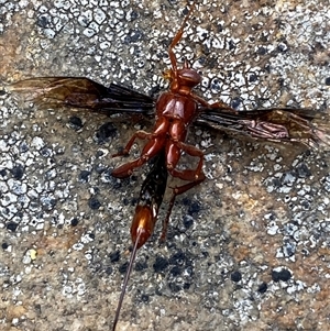 Lissopimpla excelsa at Jerrabomberra, NSW - suppressed