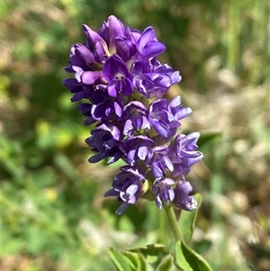 Medicago sativa at Whitlam, ACT - 29 Oct 2024 11:33 AM