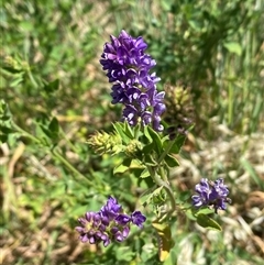 Medicago sativa at Whitlam, ACT - 29 Oct 2024 11:33 AM