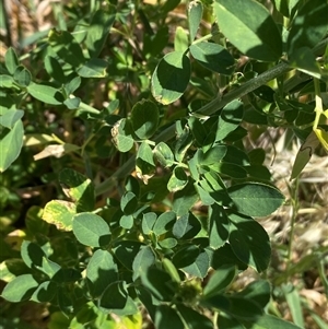 Medicago sativa at Whitlam, ACT - 29 Oct 2024 11:33 AM