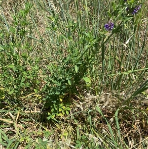 Medicago sativa at Whitlam, ACT - 29 Oct 2024