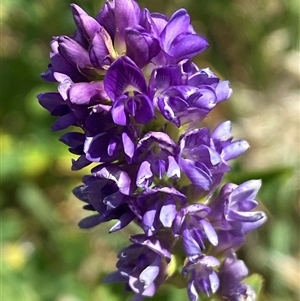 Medicago sativa at Whitlam, ACT - 29 Oct 2024 11:33 AM