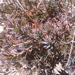 Styphelia humifusum at Cooma, NSW - 29 Oct 2024