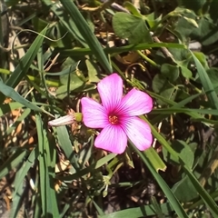 Oxalis articulata at Cooma, NSW - 29 Oct 2024