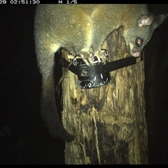 Trichosurus vulpecula (Common Brushtail Possum) at Shark Creek, NSW - 28 Oct 2024 by topwood