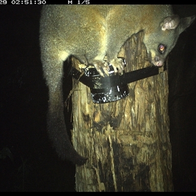 Trichosurus vulpecula (Common Brushtail Possum) at Shark Creek, NSW - 29 Oct 2024 by Topwood