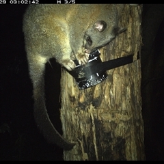 Trichosurus vulpecula at Shark Creek, NSW - 29 Oct 2024