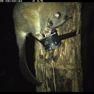 Trichosurus vulpecula at Shark Creek, NSW - 29 Oct 2024