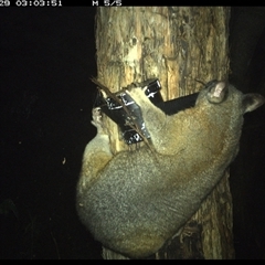 Trichosurus vulpecula at Shark Creek, NSW - 29 Oct 2024