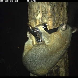 Trichosurus vulpecula at Shark Creek, NSW - 29 Oct 2024