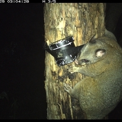 Trichosurus vulpecula at Shark Creek, NSW - 29 Oct 2024