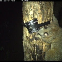 Trichosurus vulpecula at Shark Creek, NSW - 29 Oct 2024