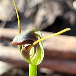 Pterostylis pedunculata (Maroonhood) at Needles, TAS by Clarel