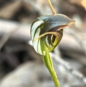 Pterostylis pedunculata at Needles, TAS - 19 Oct 2024