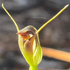 Pterostylis pedunculata at Needles, TAS - 19 Oct 2024