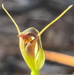 Pterostylis pedunculata at Needles, TAS - suppressed