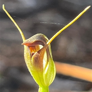 Pterostylis pedunculata at Needles, TAS - 19 Oct 2024