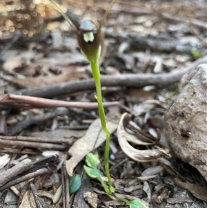 Pterostylis pedunculata at Needles, TAS - 19 Oct 2024