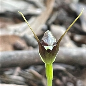 Pterostylis pedunculata at Needles, TAS - 19 Oct 2024