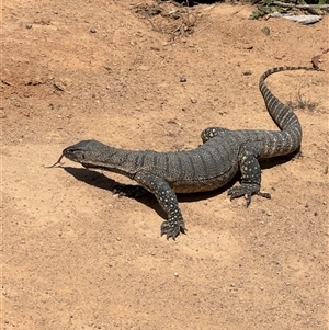 Varanus rosenbergi at Rendezvous Creek, ACT - suppressed