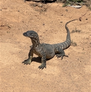 Varanus rosenbergi at Rendezvous Creek, ACT - suppressed