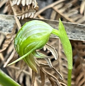 Pterostylis nutans (Nodding Greenhood) at Needles, TAS by Clarel