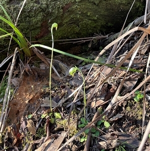 Pterostylis nutans at Needles, TAS - suppressed