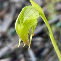 Pterostylis nutans at Needles, TAS - suppressed