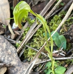 Pterostylis nutans at Needles, TAS - suppressed