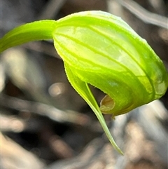 Pterostylis nutans at Needles, TAS - suppressed