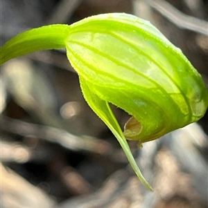 Pterostylis nutans at Needles, TAS - suppressed