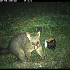 Trichosurus vulpecula (Common Brushtail Possum) at Tyndale, NSW - 28 Oct 2024 by Topwood