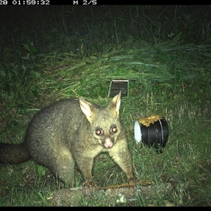 Trichosurus vulpecula (Common Brushtail Possum) at Tyndale, NSW by topwood