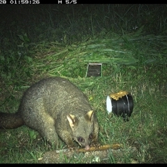 Trichosurus vulpecula at Tyndale, NSW - 28 Oct 2024