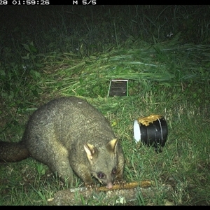 Trichosurus vulpecula at Tyndale, NSW - 28 Oct 2024 02:00 AM