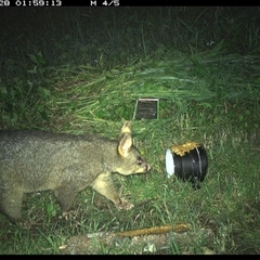 Trichosurus vulpecula at Tyndale, NSW - 28 Oct 2024