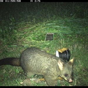 Trichosurus vulpecula at Tyndale, NSW - 28 Oct 2024 02:00 AM