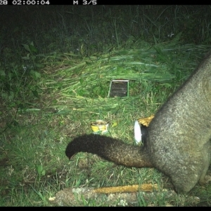 Trichosurus vulpecula at Tyndale, NSW - 28 Oct 2024